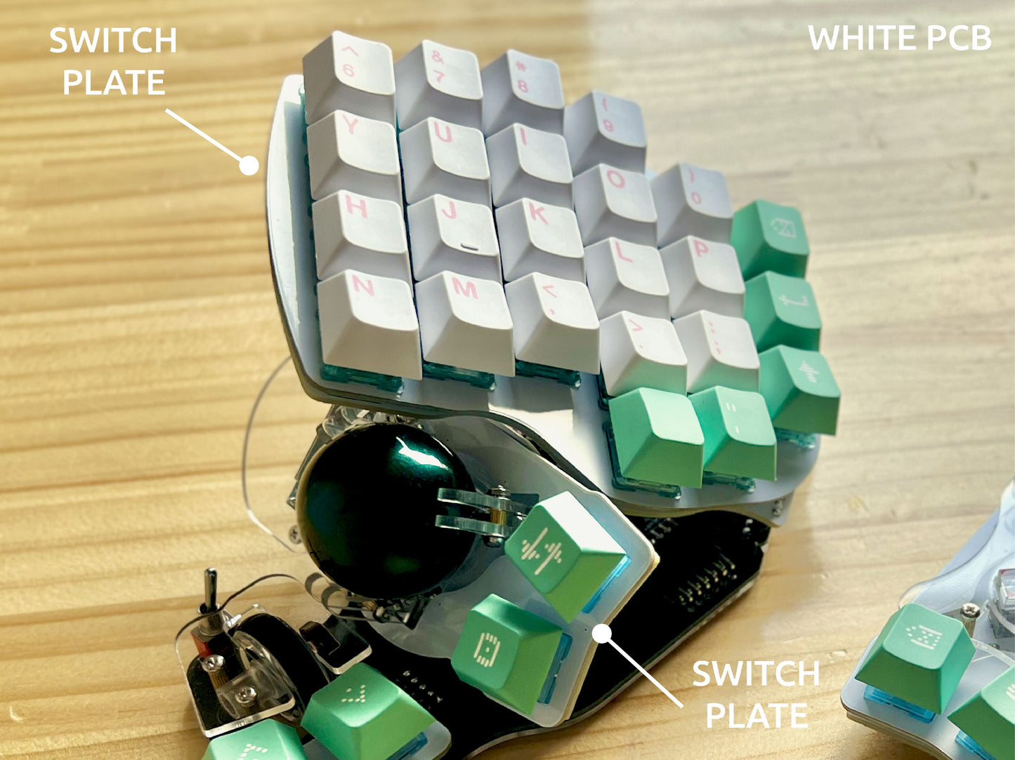 Killer Whale: Custom Color